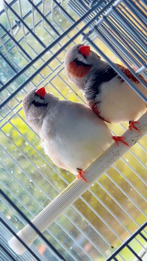 4 PAIRS OF BIG EXHIBITION SIZED CLOSE RUNG (ZFS) ZEBRA FINCHES