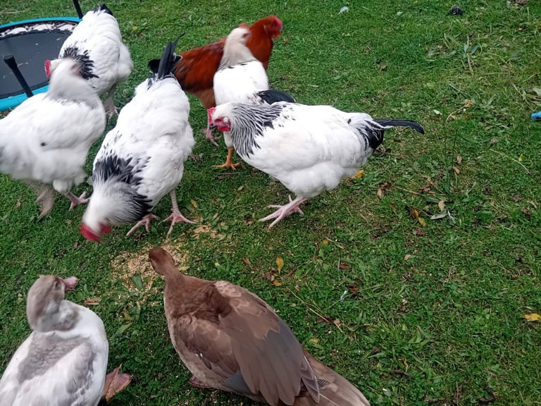 Selection of roosters