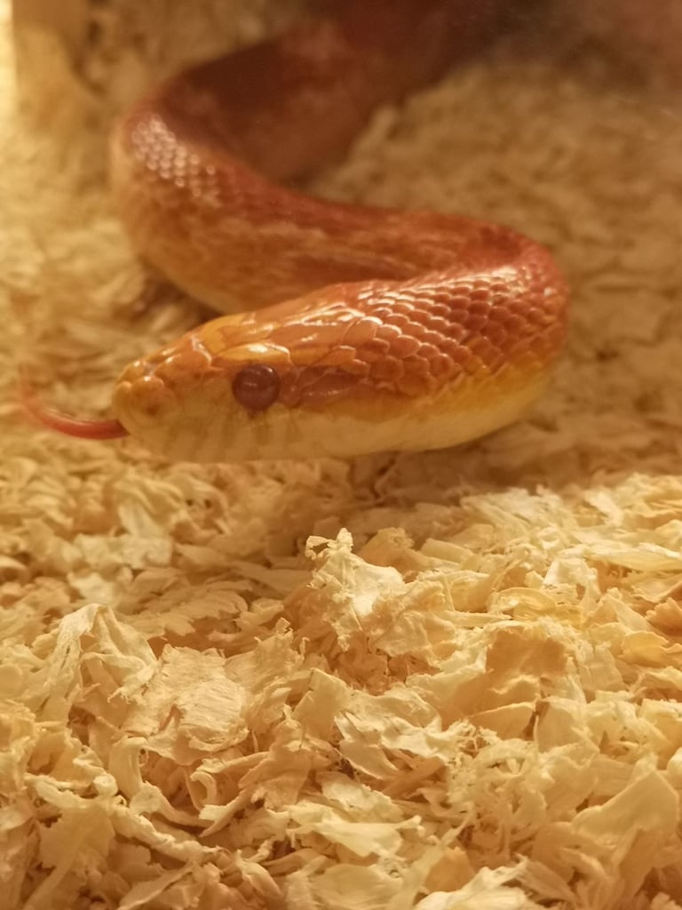 Corn Snake and 4ft Viv set up 
