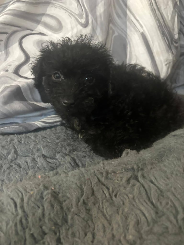 Jackapoo puppies 