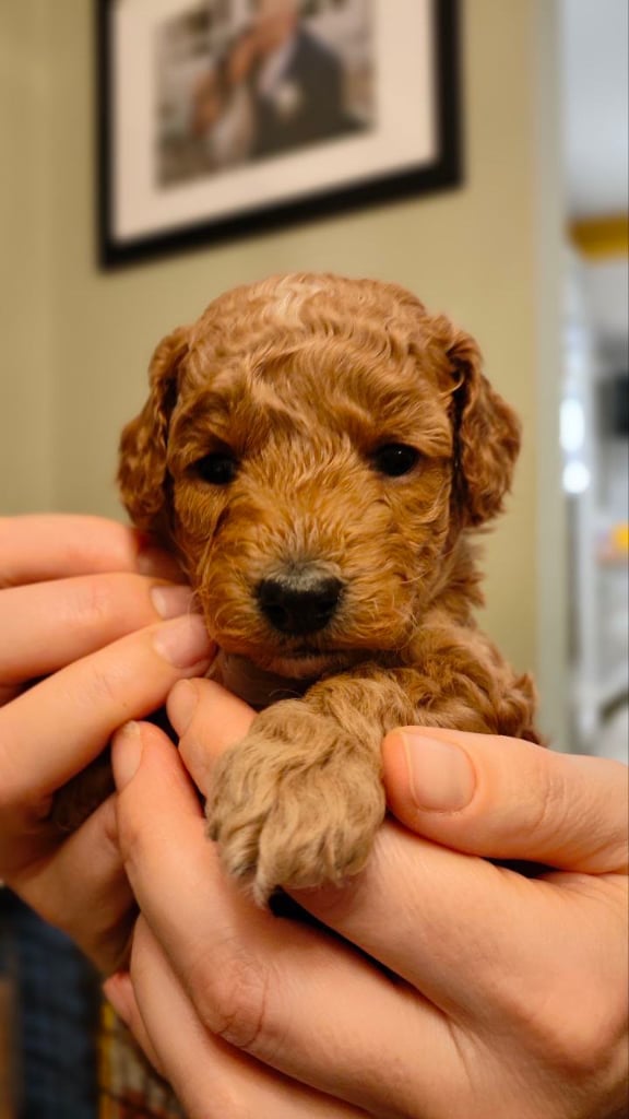 Toy poodle for sale in Leicestershire | Dogs & Puppies for Sale - Gumtree