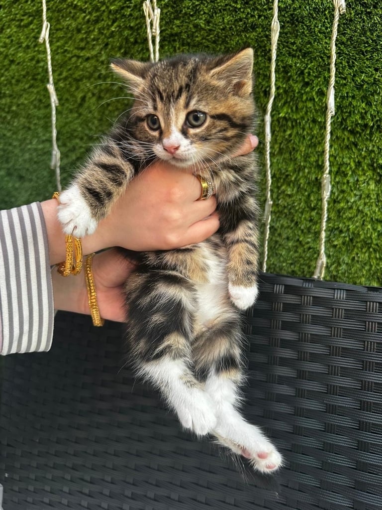 Kittens for sale 