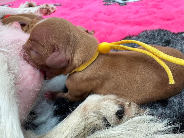 Cavalier King Charles spaniel puppies ready now