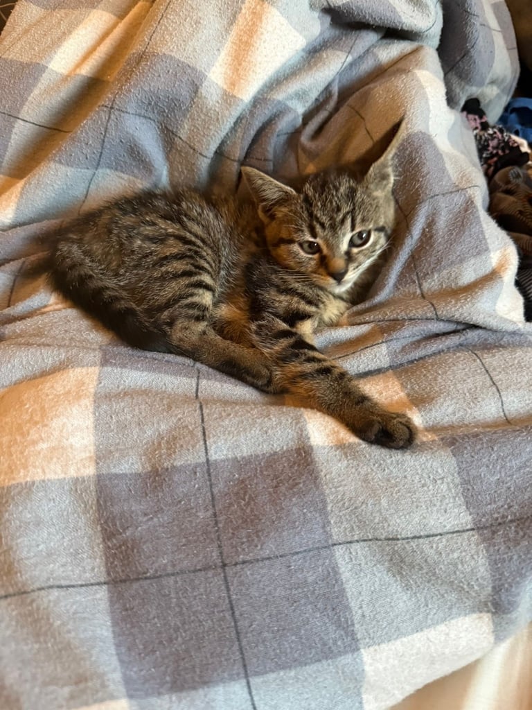Female kitten