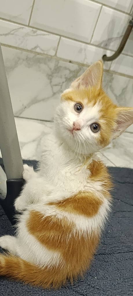 BEAUTIFUL PLAYFUL GINGER AND WHITE KITTEN