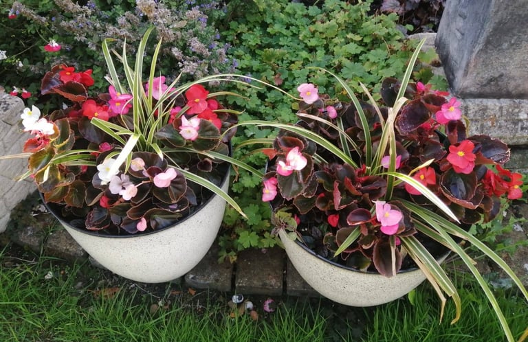 Pair of matching speckled planters Arundo Ely green & White  Begonias Aguja black scallop plants