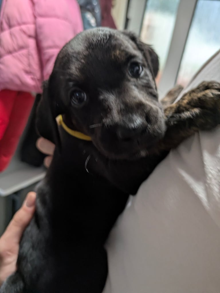 8 Springer, jack X staffy,whippet,saluki,bull greyhound puppies 