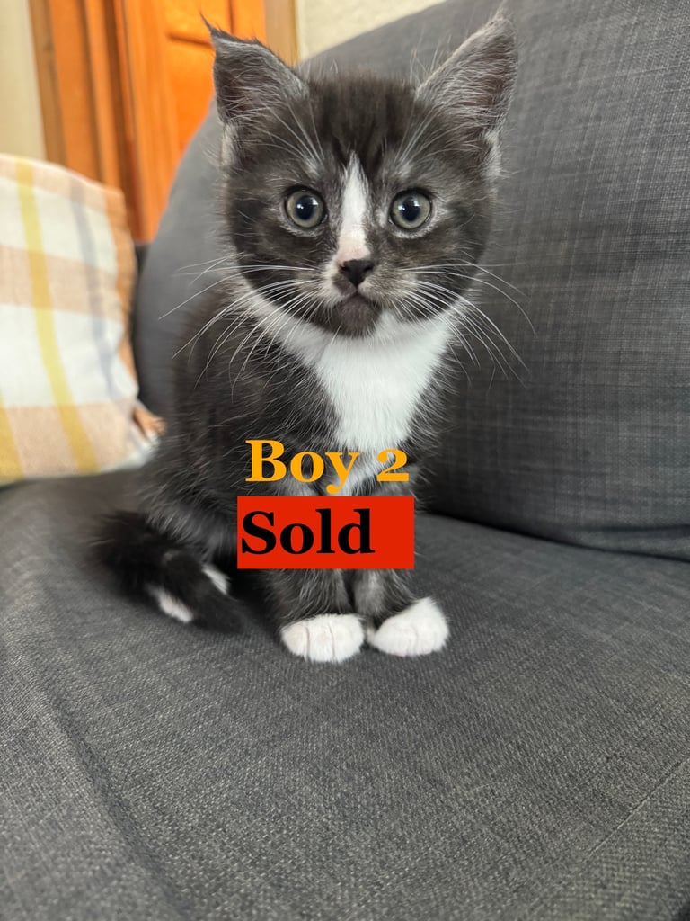 Maine Coon Mix Kittens - All Sold Now