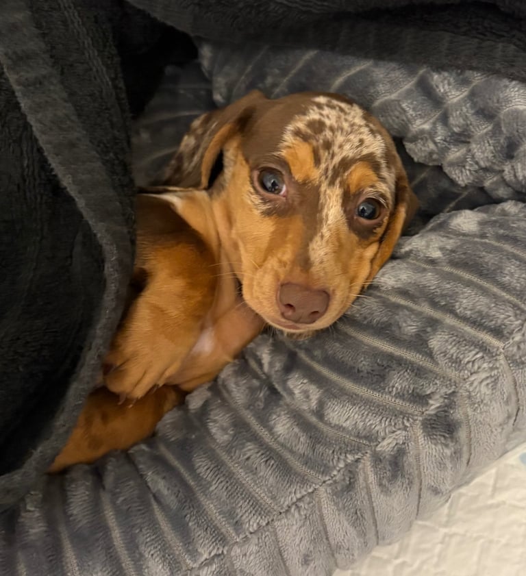 Miniature dachshund 