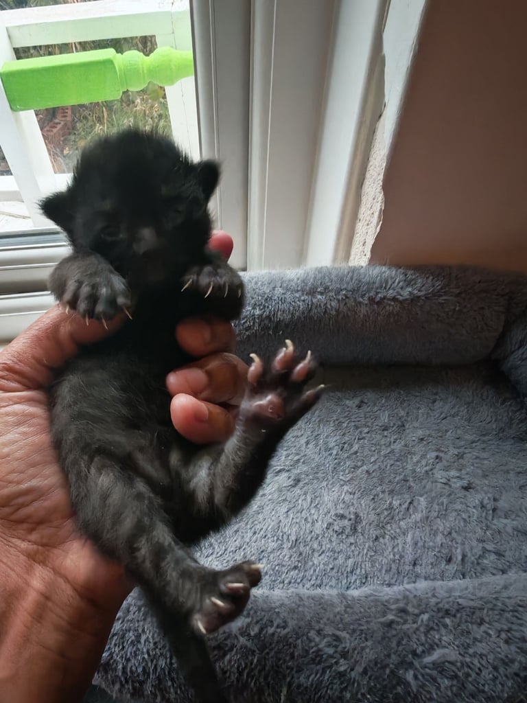 Black and white kittens for sale