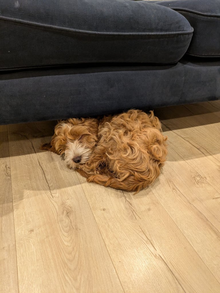 5 and a half month cockapoo