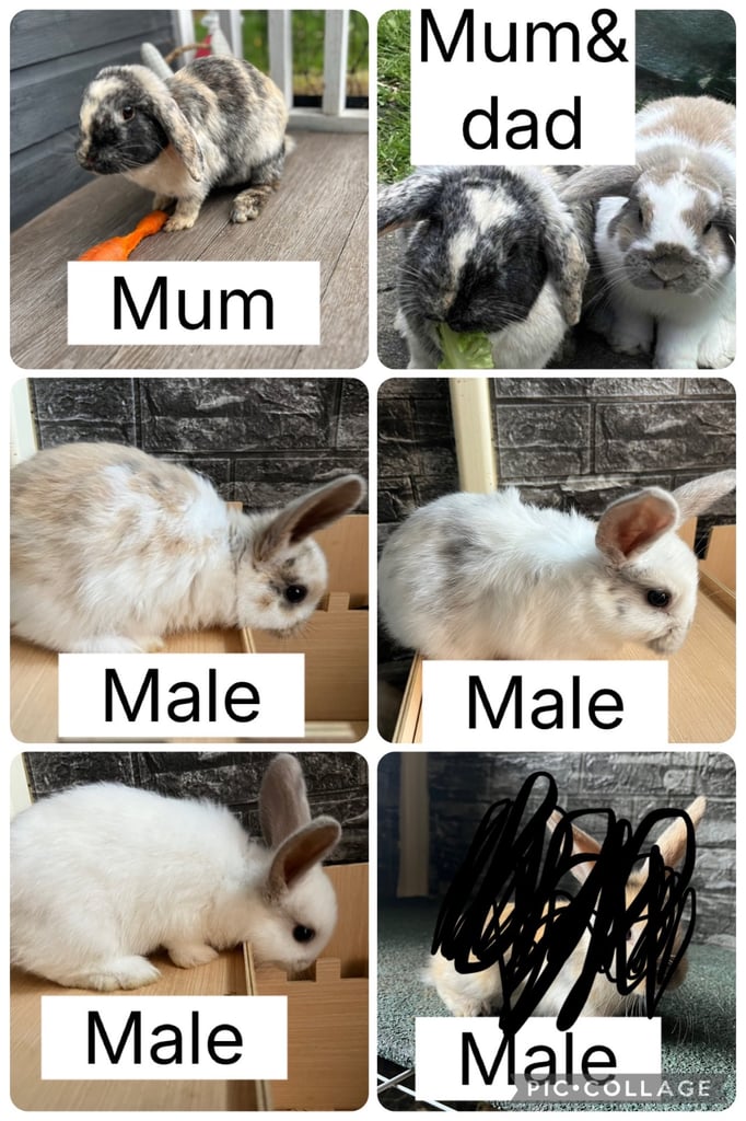 Pure breed mini lops 