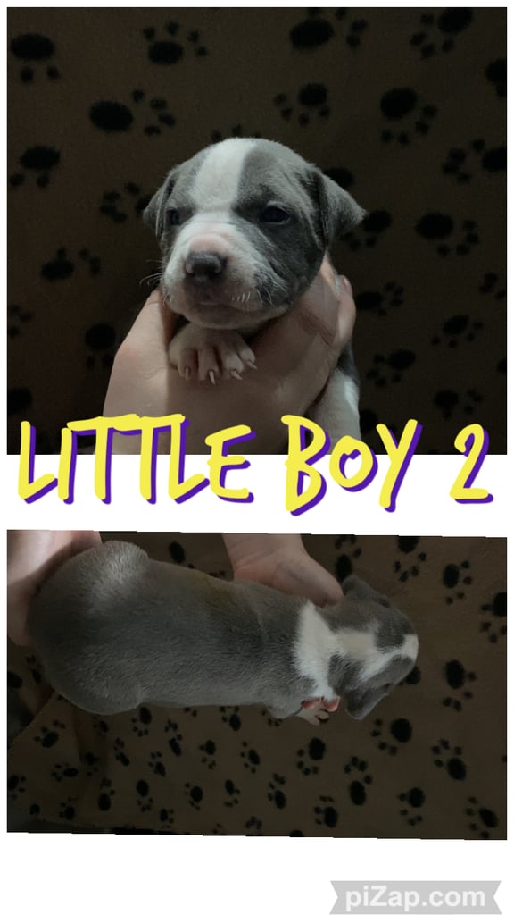 Staffordshire bull terrier puppies for sale 