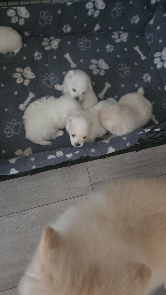 Pomeranian puppys 