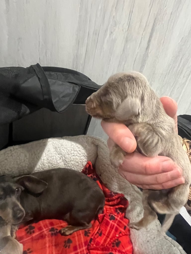 Dachshund miniature puppies 