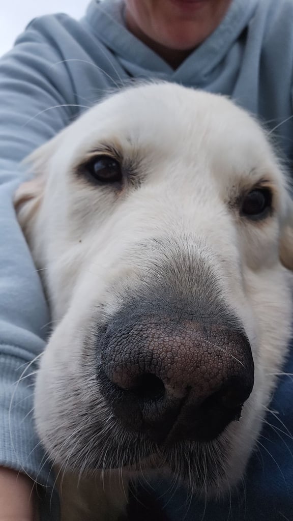 Bonnie - Beautiful Cream Retriever