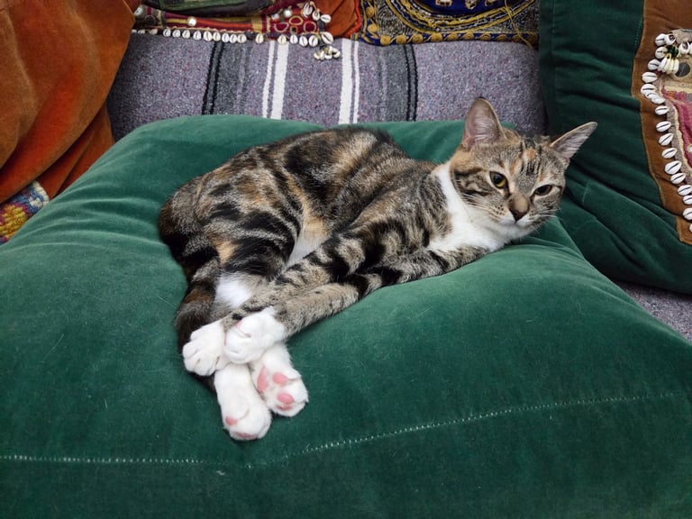 Cat Looking for a Loving New Home