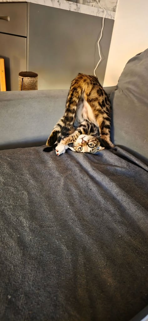 Bengal Female Kitten