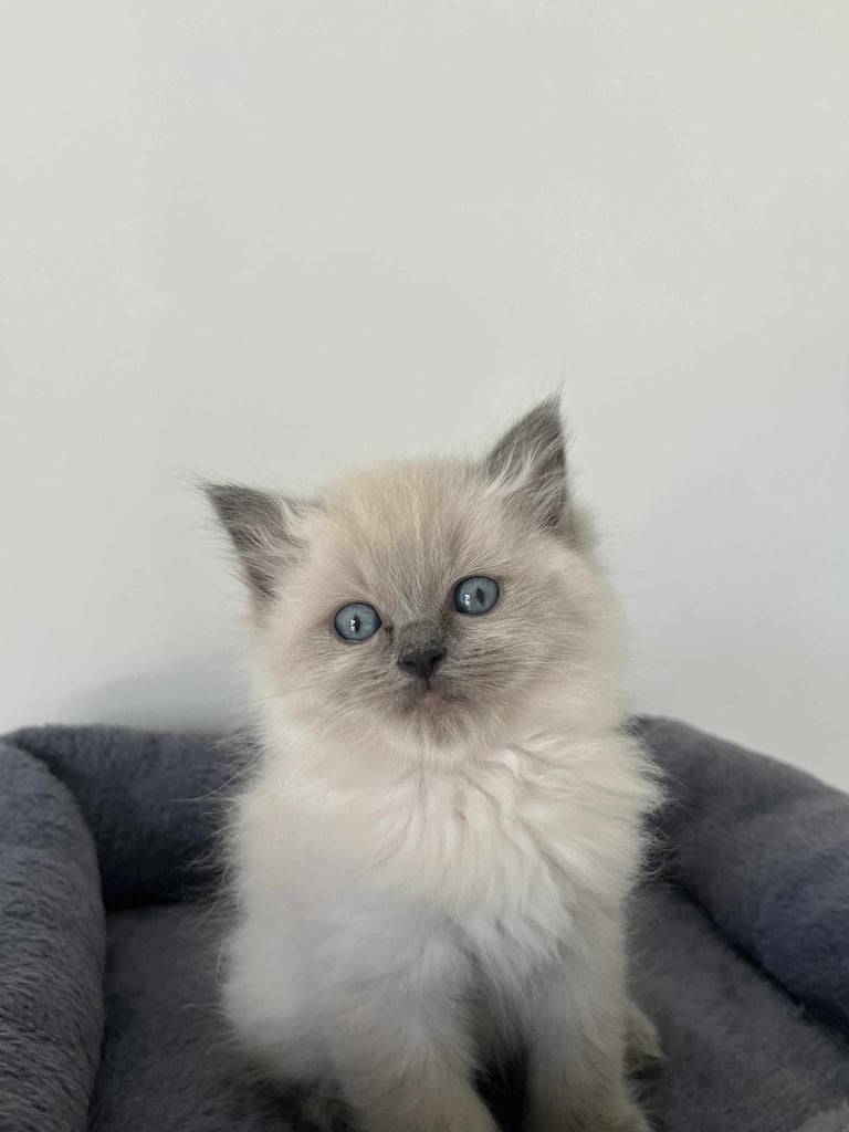 image for 👑👑Queen kittens 🐱 Ragdoll