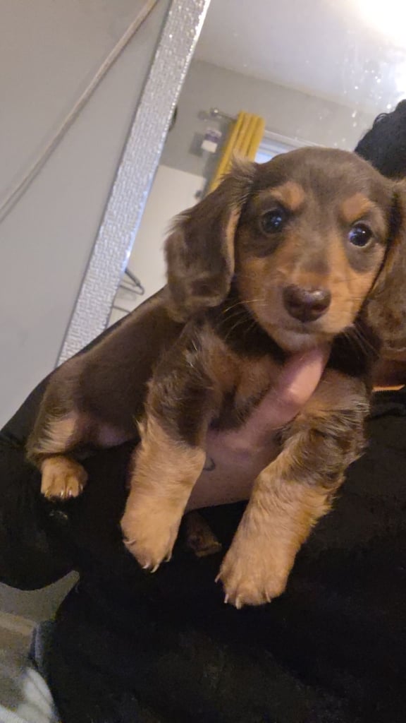 Miniature Dachshund 