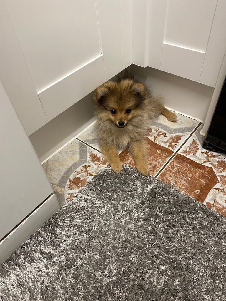 3 month old pomeranian