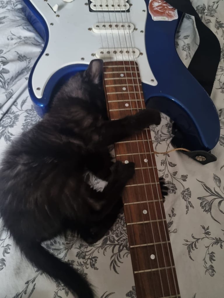 Playful Black Kittens for Sale