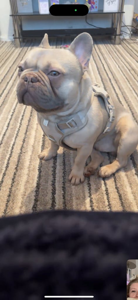 FRENCHIE WITH PAPERS 