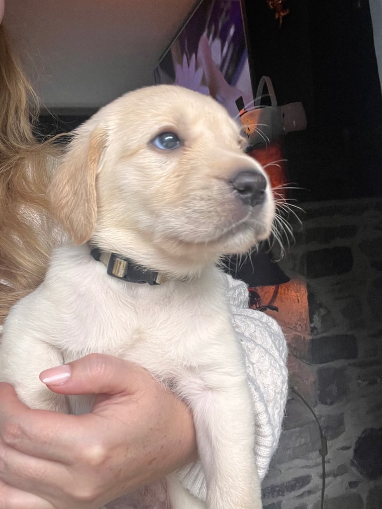 Perfect, High Quality Labrador Puppies  Castlereagh Co Down 
