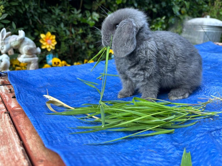 image for Mini lops pedigree 