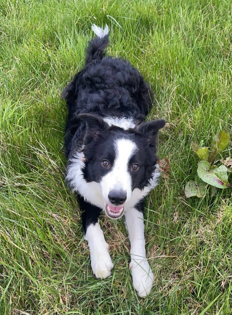 🐾 Adorable Labrador x Collie Puppy Looking for His Forever Home! 🐾