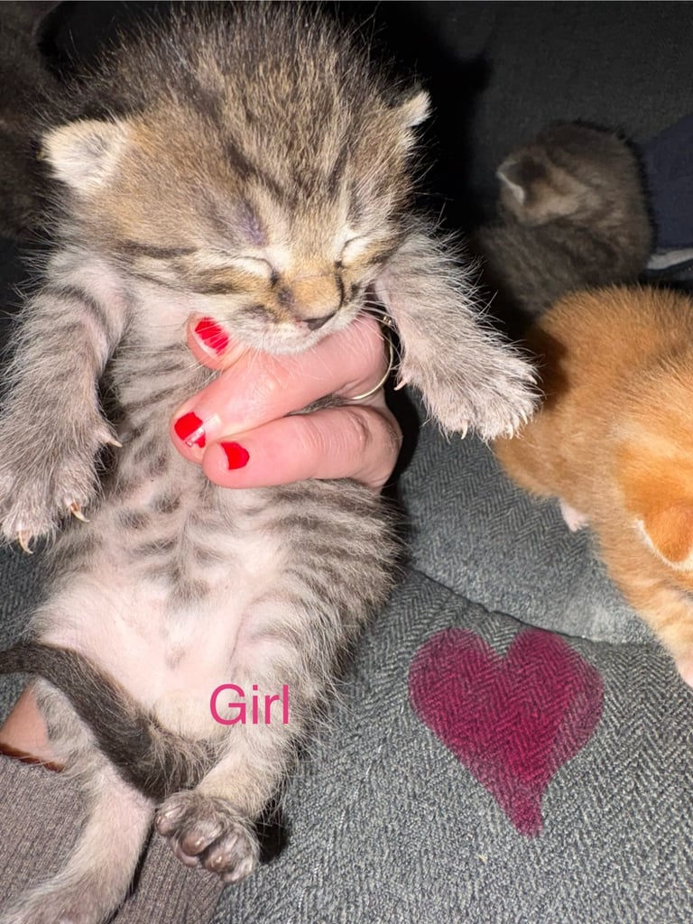 4 beautiful kittens for sale