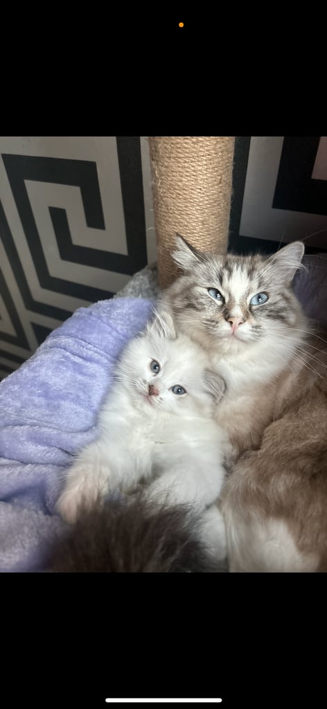 ragdoll x persian last boy available 