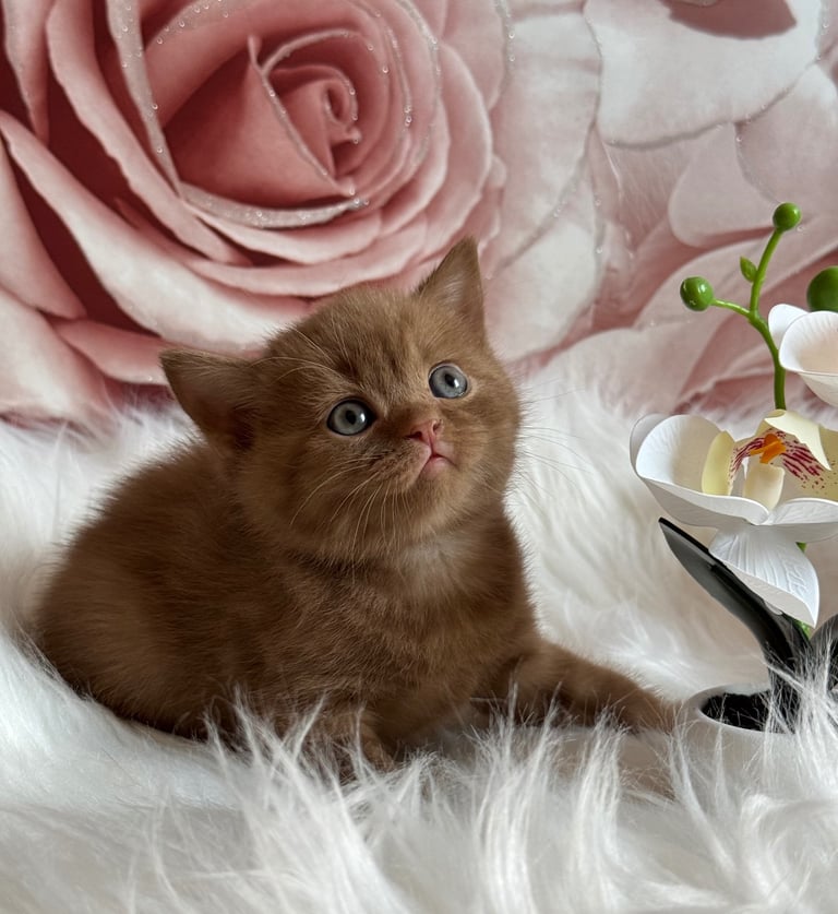 British shorthair kittens 