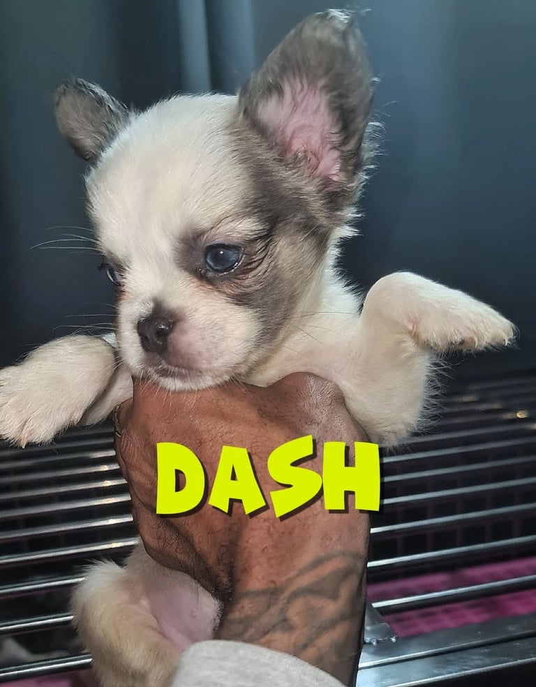  💎 7 Rare Visual Fluffy French Bulldog Puppies – Top Quality, Ready Now! 💎