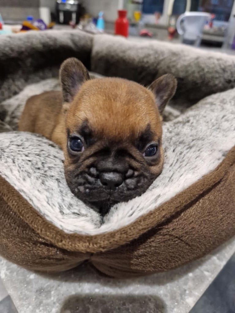 Full pedigree French bulldog puppies