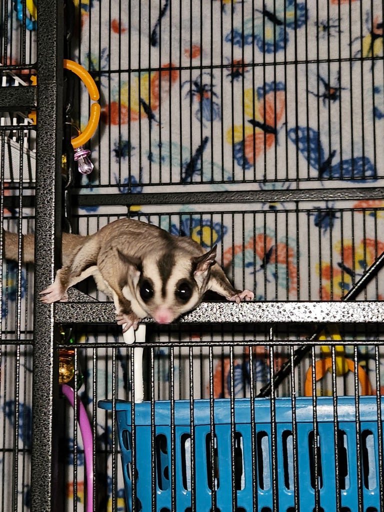 Sugar gliders