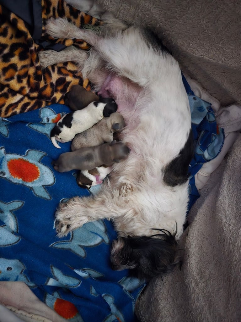 image for Shih Tzu x Chorkie 