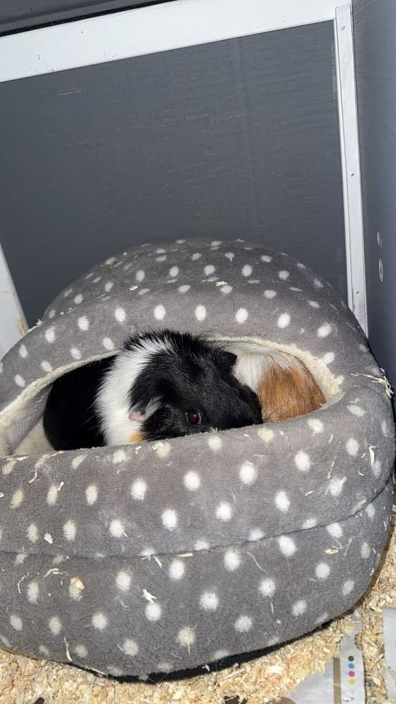 2x male guinea pigs for adoption 