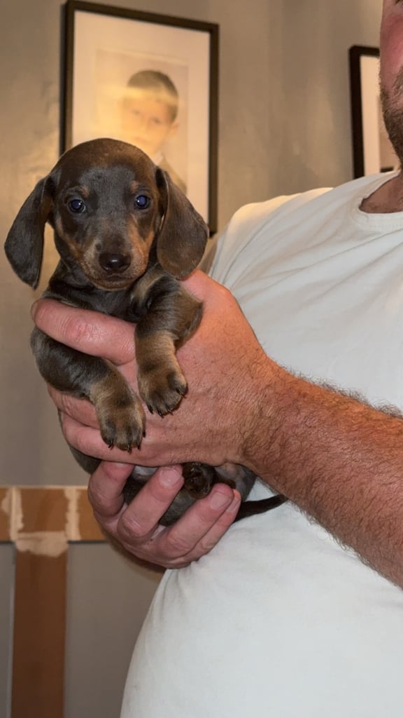 Beautiful dachshunds for sale 