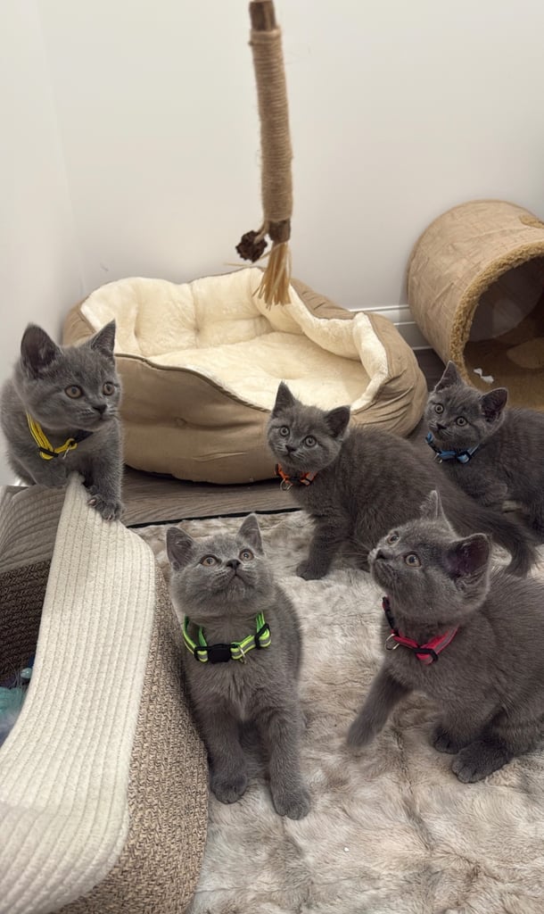 Gorgeous Blue Kittens – British Shorthair x Russian Blue Mix 
