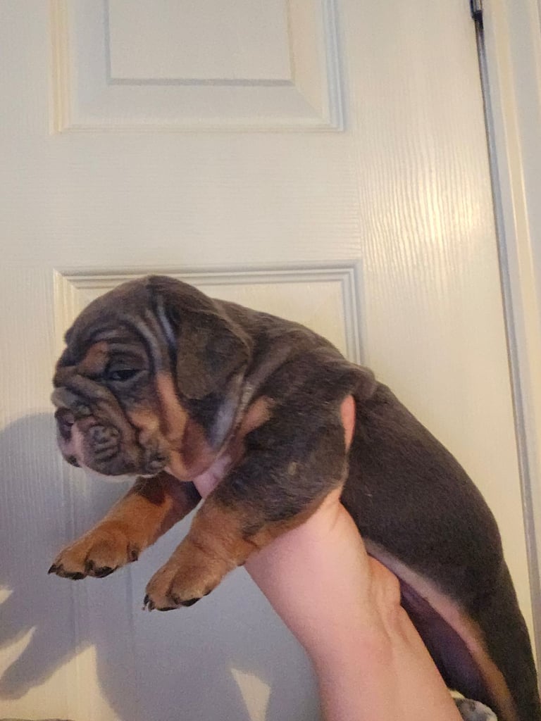 kc british bulldogs 