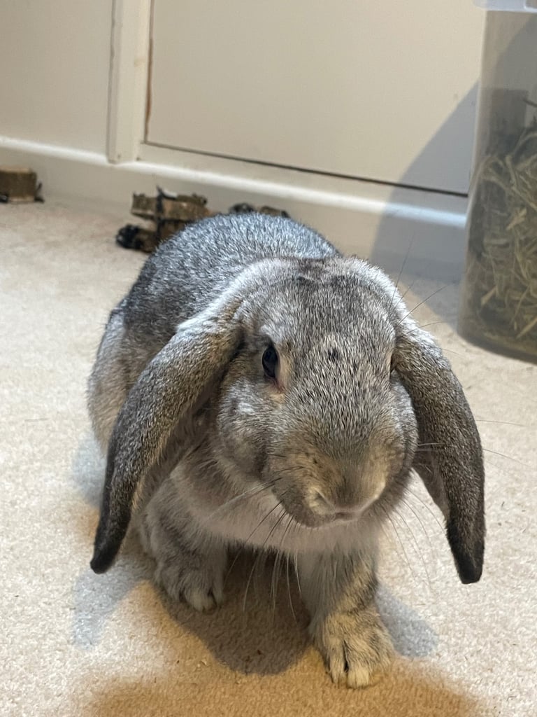 image for Baby lop rabbit 