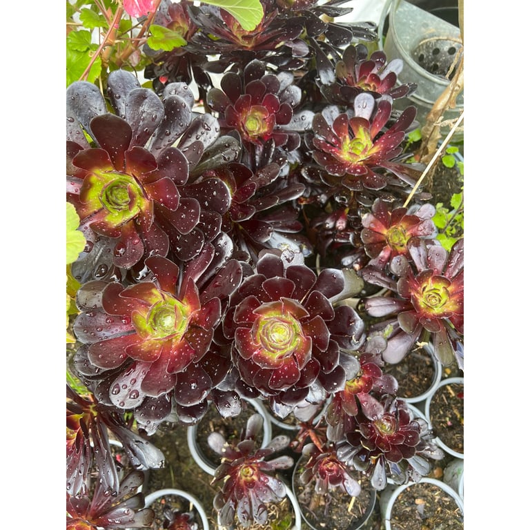 image for Plants.   From £8 +