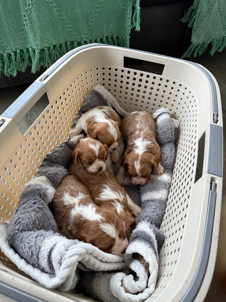 King Charles puppies only 3boy left 
