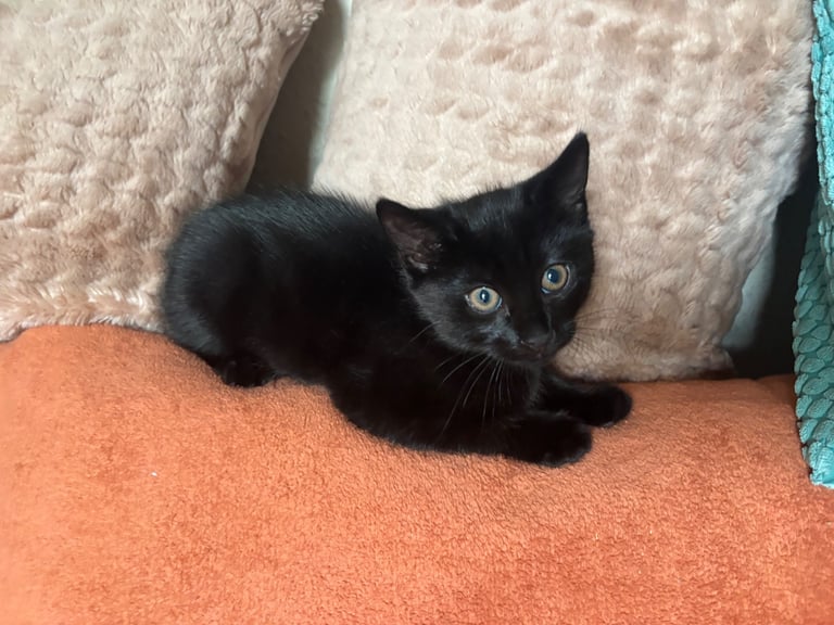 2 gorgeous playful kittens available Now 