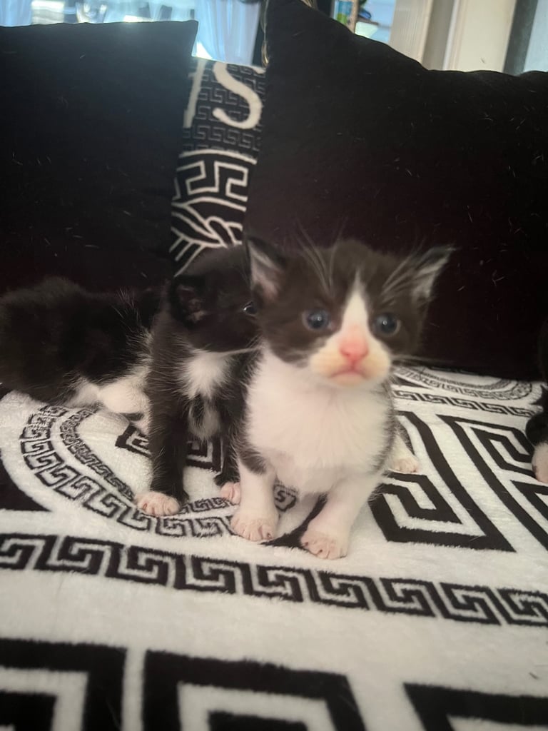 image for Cutie kittens 