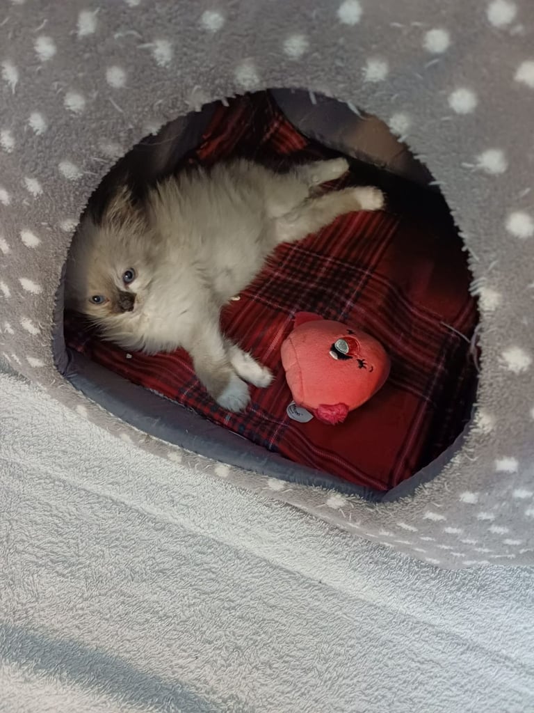 Ragdoll kittens 