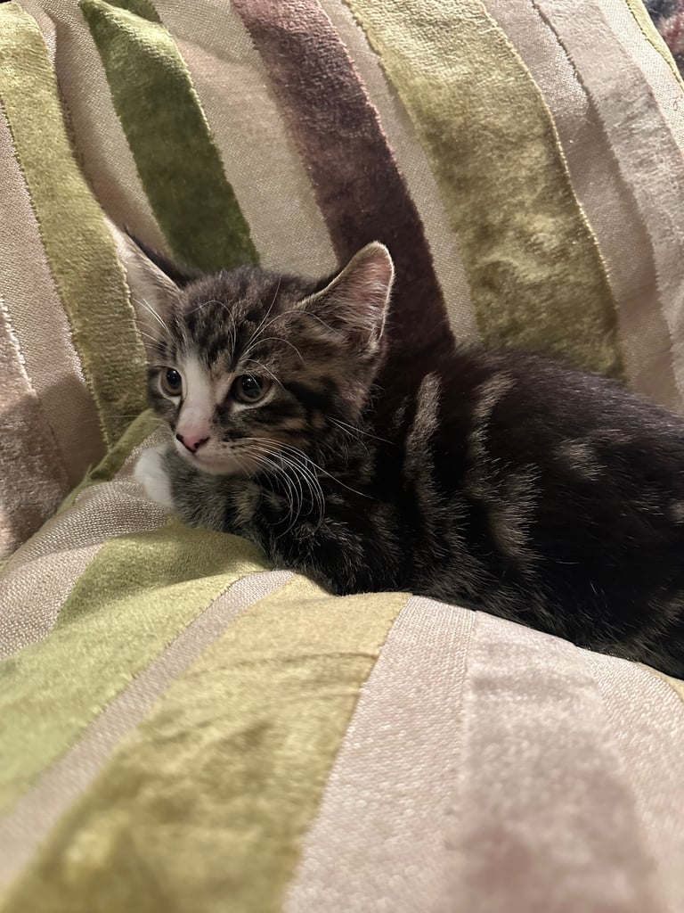Stunning tabbies ready now 