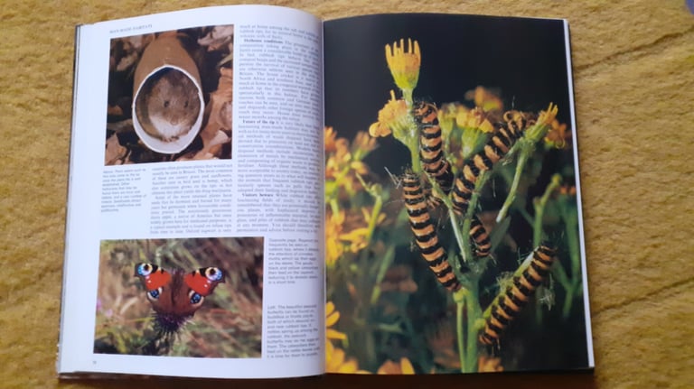 Wildlife On Your Doorstep Readers Digest