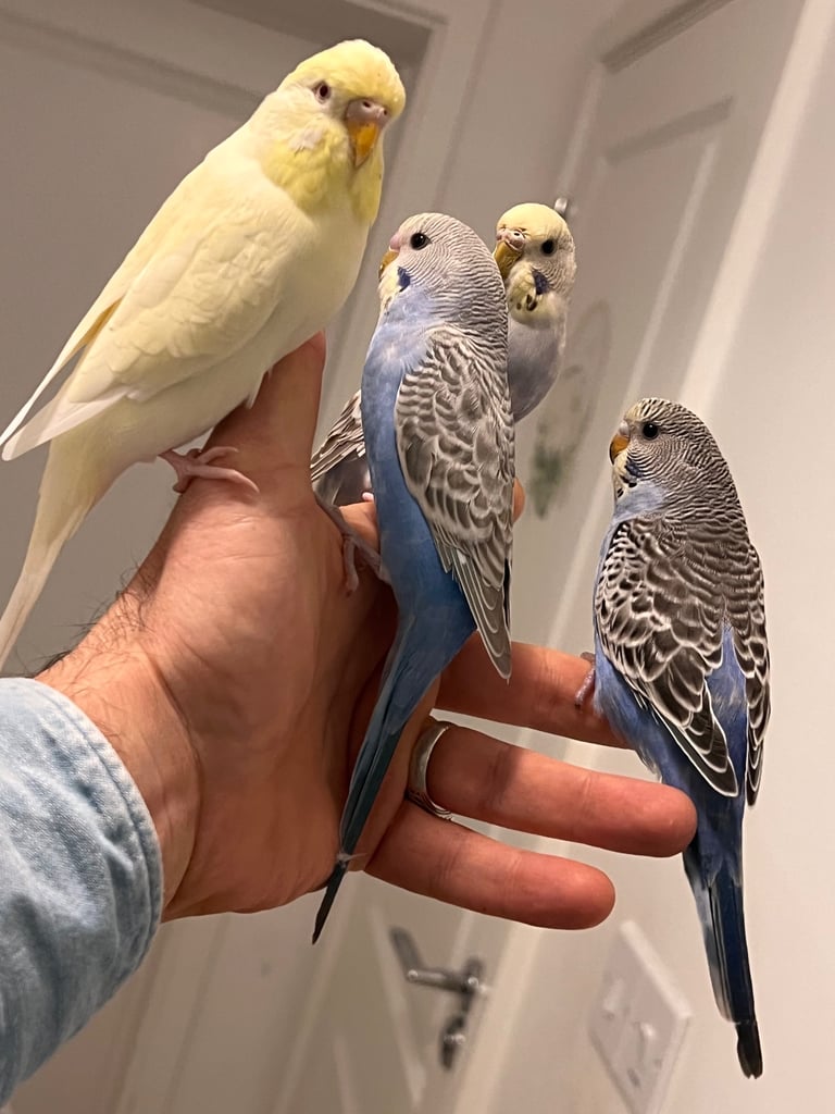 Budgies and cocktail for sale